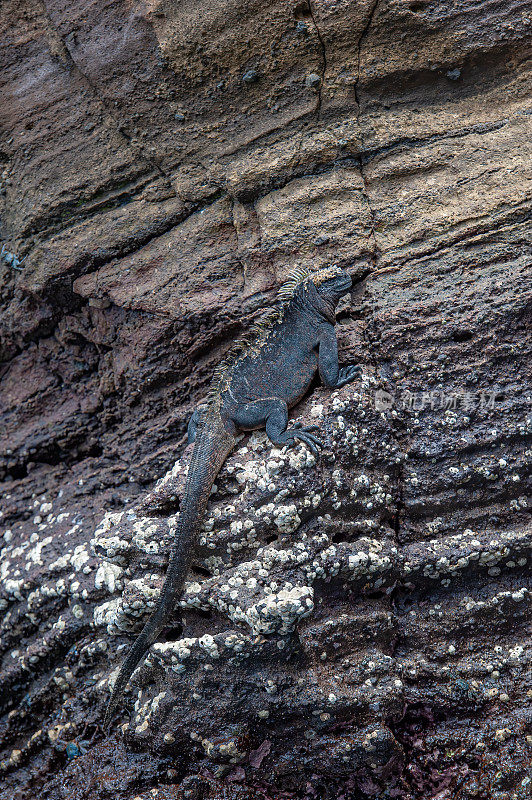 海鬣蜥(Amblyrhynchus cristatus)，也被称为海鬣蜥、咸水鬣蜥或Galápagos海鬣蜥，是一种只在Galápagos群岛上发现的鬣蜥。蓬塔文森特罗卡;伊莎贝拉岛;Albermarle岛;加拉帕戈斯群岛Islan